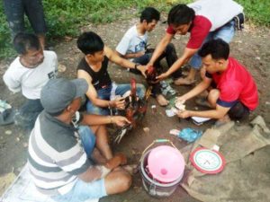sabung