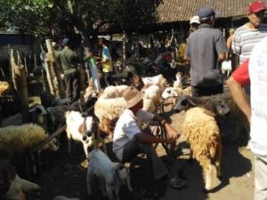 kambing