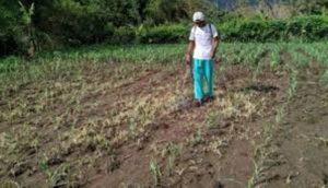 jagung